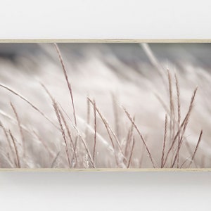 Pode incluir: Uma fotografia de perto de um campo de gram&iacute;neas altas e plumosas com uma paleta de cores suaves e atenuadas de bege, marrom e branco.