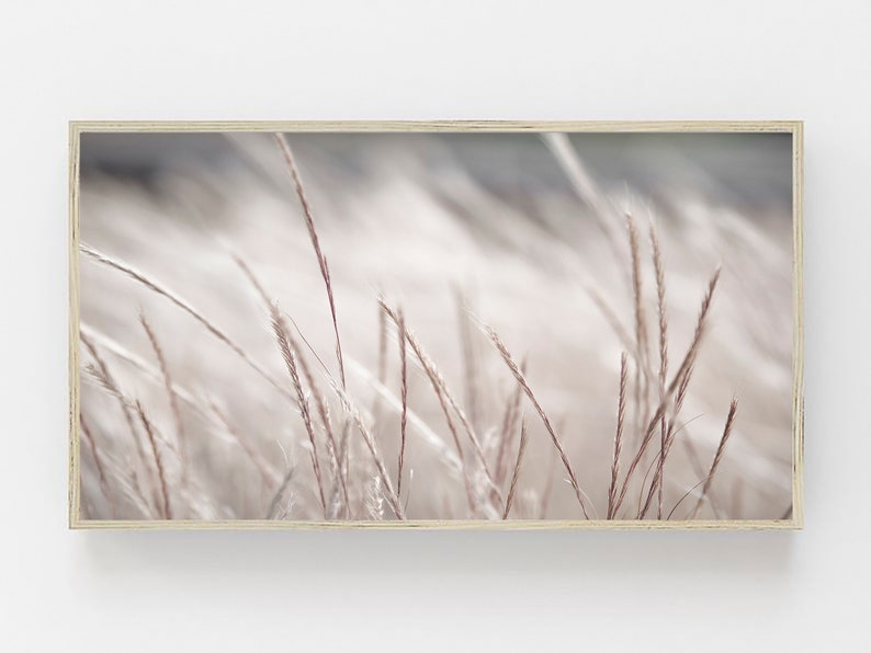 Pode incluir: Uma fotografia de perto de um campo de gram&iacute;neas altas e plumosas com uma paleta de cores suaves e atenuadas de bege, marrom e branco.