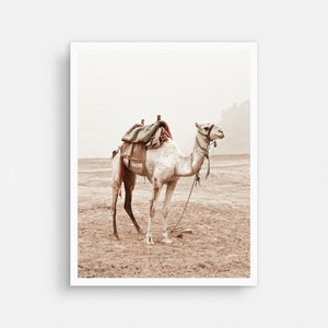 May include: A white camel with a saddle and rope halter stands in a desert landscape. The camel is facing to the right and the background is a hazy brown.