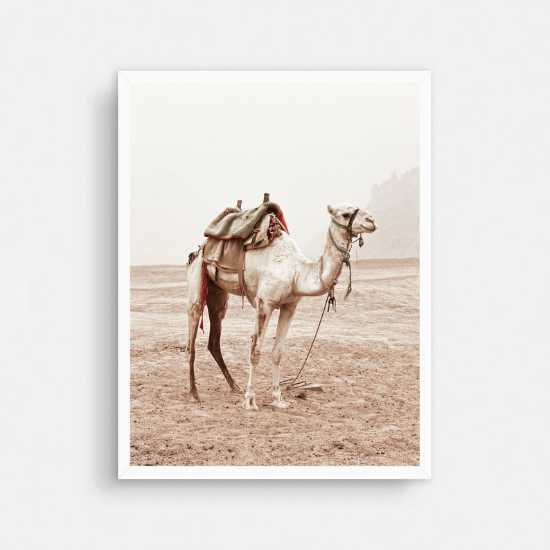 May include: A white camel with a saddle and rope halter stands in a desert landscape. The camel is facing to the right and the background is a hazy brown.