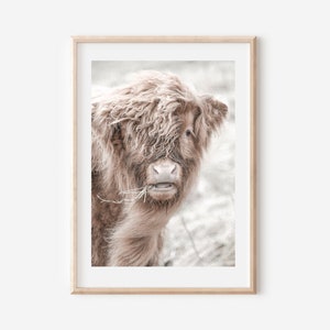 Peut inclure: Un gros plan d'une vache Highland &agrave; la fourrure douce et de couleur brun clair, avec une expression douce et gentille. La vache regarde directement la cam&eacute;ra et a quelques brins de foin dans la bouche.