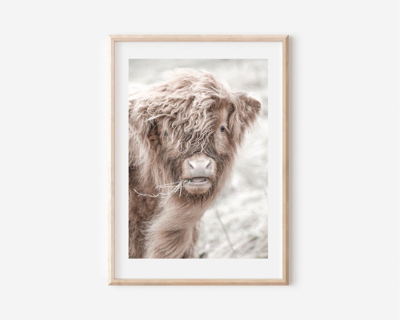 Peut inclure: Un gros plan d'une vache Highland &agrave; la fourrure douce et de couleur brun clair, avec une expression douce et gentille. La vache regarde directement la cam&eacute;ra et a quelques brins de foin dans la bouche.