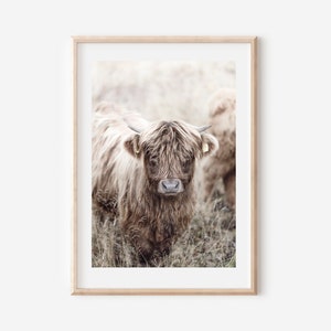 Peut inclure: Un gros plan d'une vache Highland brune et duveteuse avec une expression douce et gentille. La vache est debout dans un champ d'herbe haute.