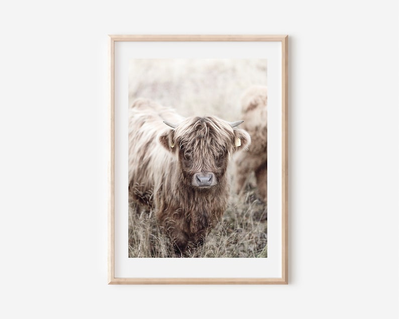 Peut inclure: Un gros plan d'une vache Highland brune et duveteuse avec une expression douce et gentille. La vache est debout dans un champ d'herbe haute.