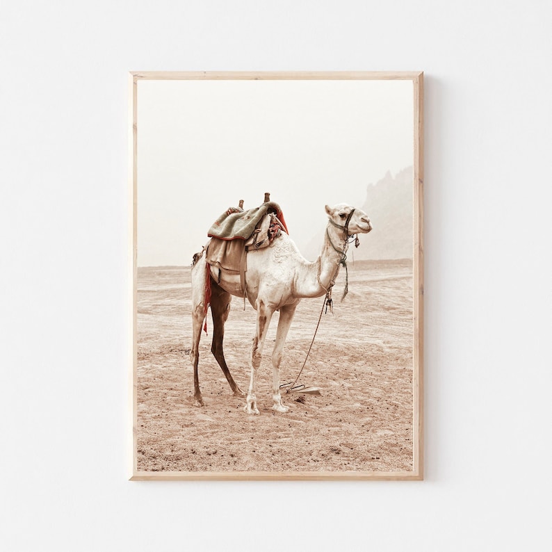 May include: A white camel with a saddle and rope halter stands in a desert landscape. The camel is facing to the right and the background is a hazy brown.
