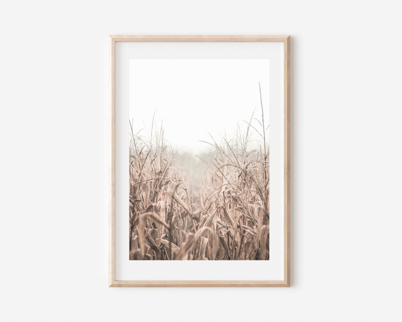 Peut inclure: Une photographie encadr&eacute;e d'un champ de hautes herbes s&eacute;ch&eacute;es dans des tons de brun et de beige. Les herbes sont &eacute;clair&eacute;es par le soleil, cr&eacute;ant une lueur douce et &eacute;th&eacute;r&eacute;e. L'arri&egrave;re-plan est un ciel blanc et brumeux.