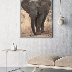 K&ouml;nnte beinhalten: Ein gerahmtes Foto eines gro&szlig;en, grauen Elefanten, der auf einem Feldweg in einer Savanne geht. Der Elefant hat gro&szlig;e Ohren und geht auf die Kamera zu.