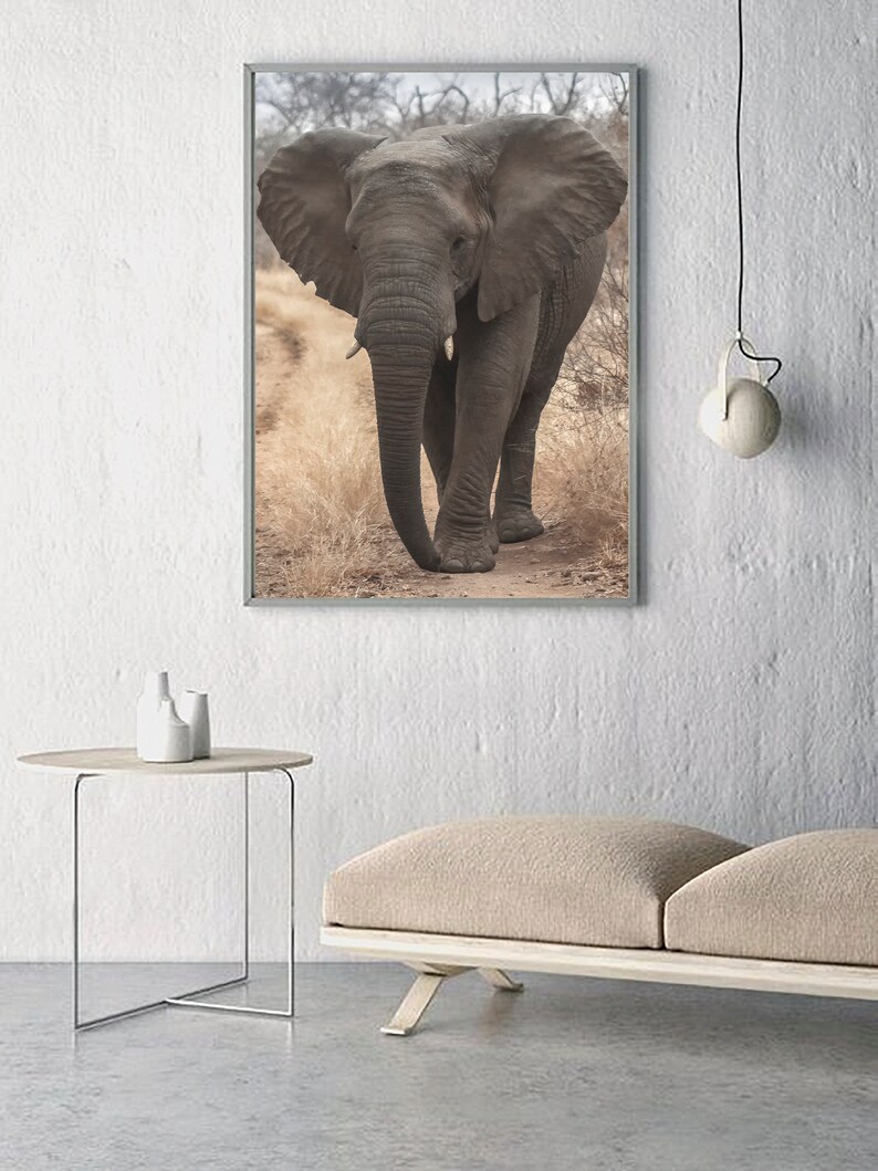 K&ouml;nnte beinhalten: Ein gerahmtes Foto eines gro&szlig;en, grauen Elefanten, der auf einem Feldweg in einer Savanne geht. Der Elefant hat gro&szlig;e Ohren und geht auf die Kamera zu.
