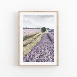 Puede incluir: Una fotograf&iacute;a de un campo de lavanda con un camino de tierra que atraviesa el centro. El campo est&aacute; en plena floraci&oacute;n, con flores de lavanda p&uacute;rpura que se extienden hasta donde alcanza la vista. Un solo &aacute;rbol se alza en medio del camino, proporcionando un punto focal para la imagen.