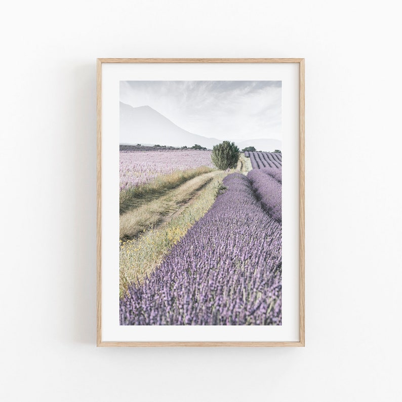 Puede incluir: Una fotograf&iacute;a de un campo de lavanda con un camino de tierra que atraviesa el centro. El campo est&aacute; en plena floraci&oacute;n, con flores de lavanda p&uacute;rpura que se extienden hasta donde alcanza la vista. Un solo &aacute;rbol se alza en medio del camino, proporcionando un punto focal para la imagen.