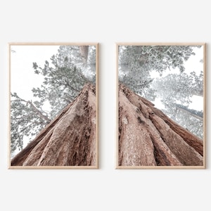 Mammutbaum Druck 2er Set, Mammutbaum Wälder, Sequoia Wald Kunstdruck, Mammutbaum Wald Kunstdruck,