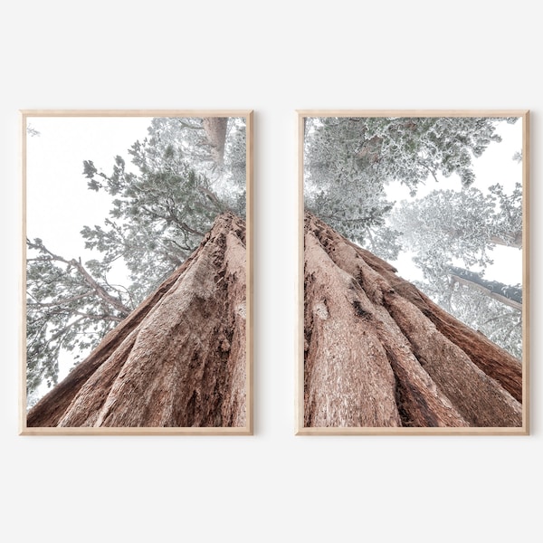 Redwoods Print Set van 2, Redwood Forests Wall Art Set, Redwood Bomen Poster, California Redwood Forest, Sequoia Forest Art Print, Sequoia Tree