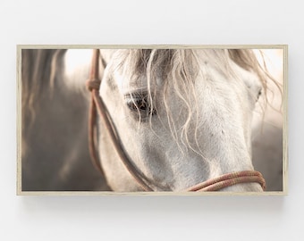 Può includere: Primo piano del viso di un cavallo bianco con un guinzaglio di corda marrone. L'occhio del cavallo è visibile e la sua criniera ondeggia al vento.
