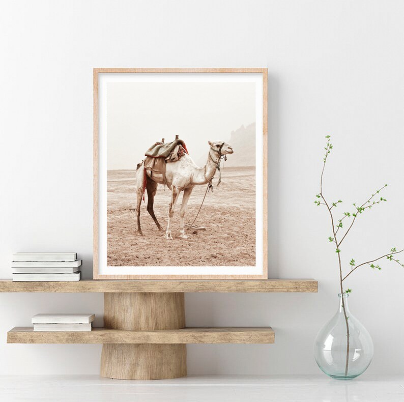 May include: A framed photograph of a white camel with a saddle and a rope halter standing in a desert landscape. The camel is facing to the right and the background is a hazy, light brown color.
