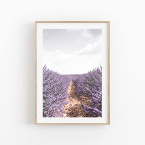 Puede incluir: Una fotograf&iacute;a de un campo de lavanda con un camino de tierra que lleva al horizonte. La lavanda est&aacute; en plena floraci&oacute;n y el cielo es de un azul claro.
