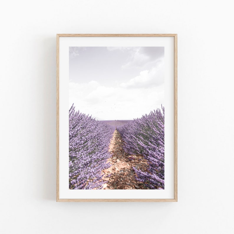 Puede incluir: Una fotograf&iacute;a de un campo de lavanda con un camino de tierra que lleva al horizonte. La lavanda est&aacute; en plena floraci&oacute;n y el cielo es de un azul claro.