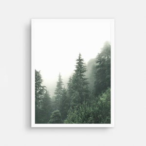 May include: A misty forest scene with tall evergreen trees in the background. The trees are shrouded in fog, creating a mysterious and ethereal atmosphere.