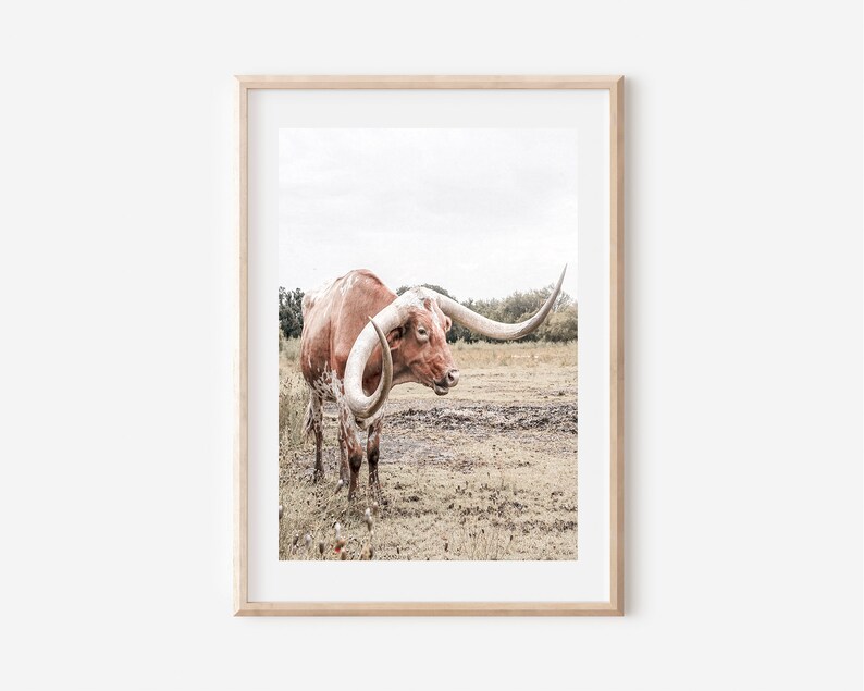 May include: A brown and white longhorn steer with large, curved horns stands in a field of brown grass. The steer is looking to the left of the image.