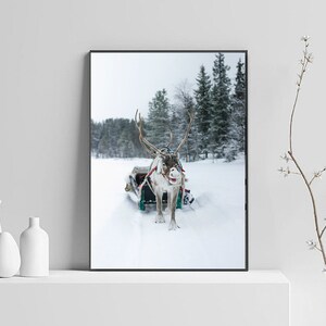 May include: A reindeer pulling a sled through a snowy forest. The reindeer is looking directly at the camera with its antlers spread wide. The forest is covered in snow and there are trees in the background.