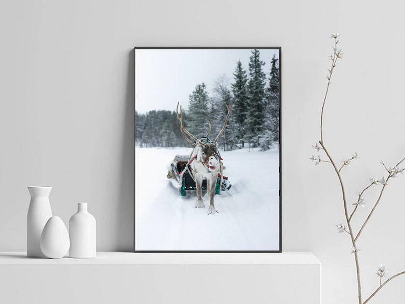 May include: A reindeer pulling a sled through a snowy forest. The reindeer is looking directly at the camera with its antlers spread wide. The forest is covered in snow and there are trees in the background.