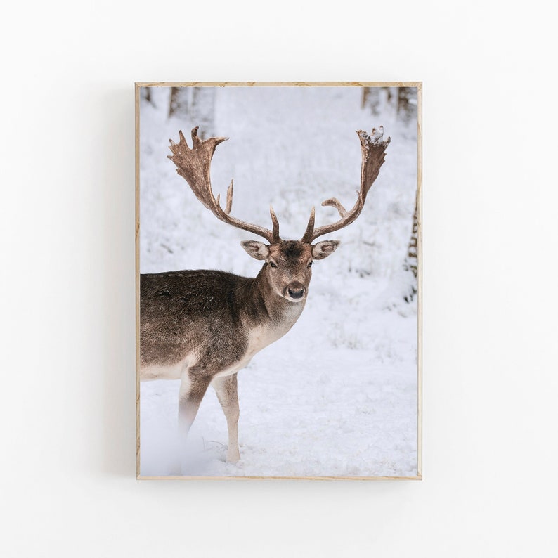 May include: A brown and white deer with large antlers stands in a snowy woodland. The deer is looking directly at the camera.