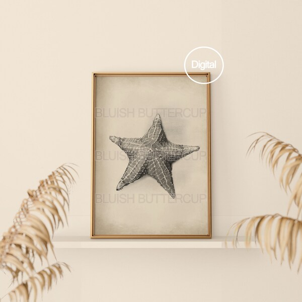 Vintage Style Coastal Sketch, Beachy Decor Wall Art, Starfish, Charcoal Drawing, Beige Earthy Tone, Printable Digital