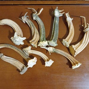 May include: A collection of nine dried, curved pumpkin stems in various shades of tan, beige, and muted green. Each stem features a textured, woody surface with a flared, star-shaped base where it was once attached to the pumpkin fruit.