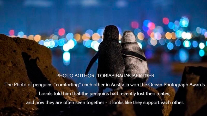 Australian Penguins Art Gift for Valentine/'s Day Penguin Couple in Love mini painting on canvas