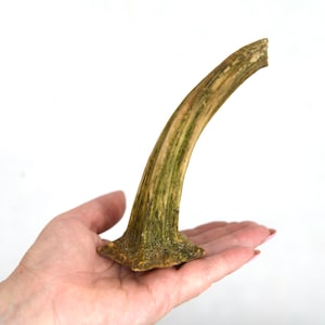 Pumpkin Real Stems 6 large pumpkin stalks  Dried Pumpkin Stems 6" Craft Supplies Halloween