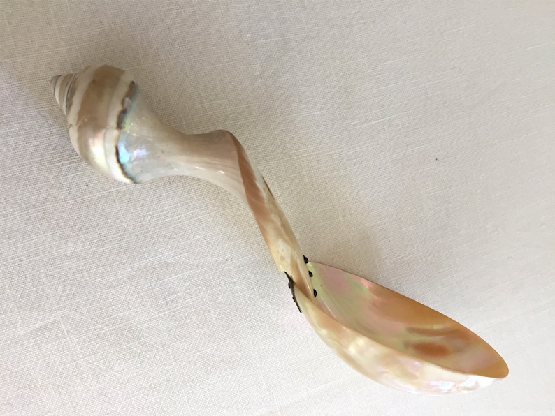 imagen de cucharón o caviar de concha de concha madreperla antigua 1