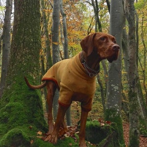 Op de afbeelding: Een bruine en witte hond met een bruine fleece trui staat op een mossige boomstronk in een bos. De hond kijkt naar rechts in de afbeelding. Het bos is gevuld met bomen met bruine bladeren.