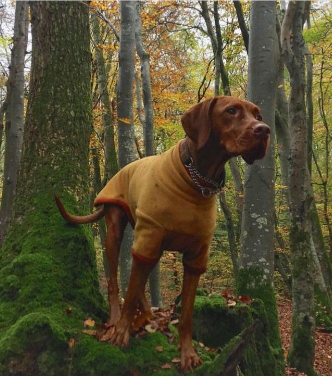 Vizsla Coat and Jumper's -  UK