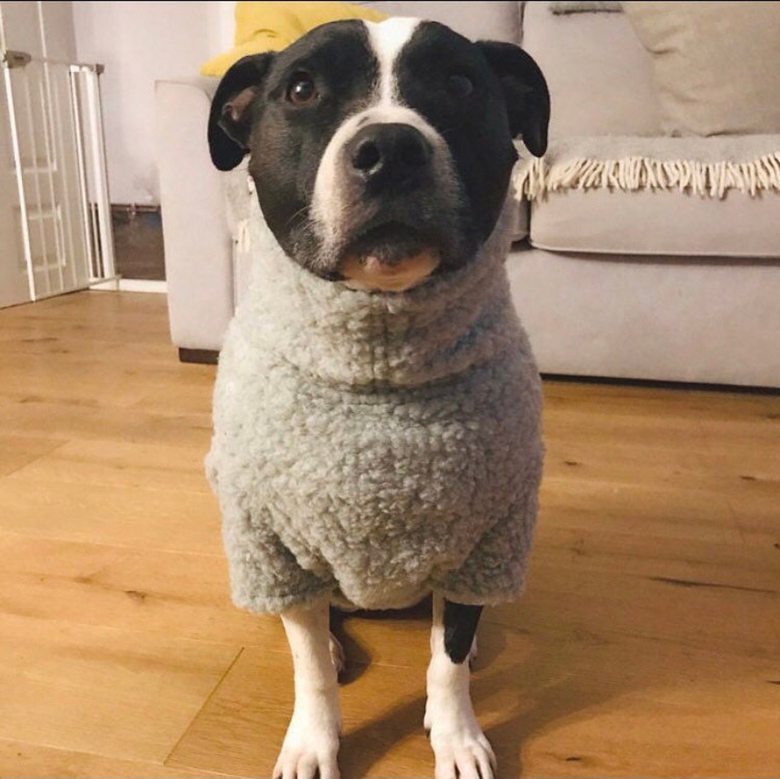 Sherpa Fleece Dog Coat Etsy