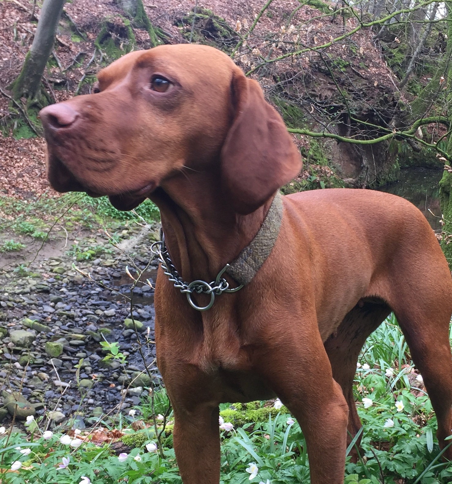 Half Check Collar and Lead Set Etsy UK