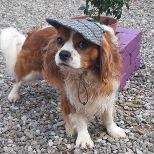 May include: A brown and white Cavalier King Charles Spaniel dog wearing a tweed newsboy cap with a brown leather strap.