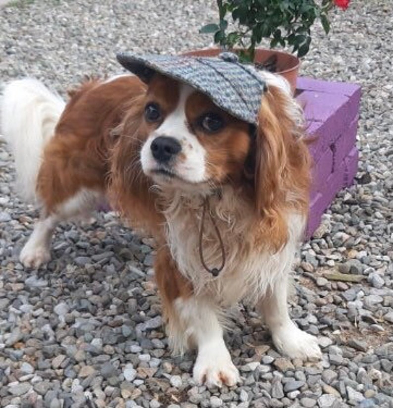 May include: A brown and white Cavalier King Charles Spaniel dog wearing a tweed newsboy cap with a brown leather strap.