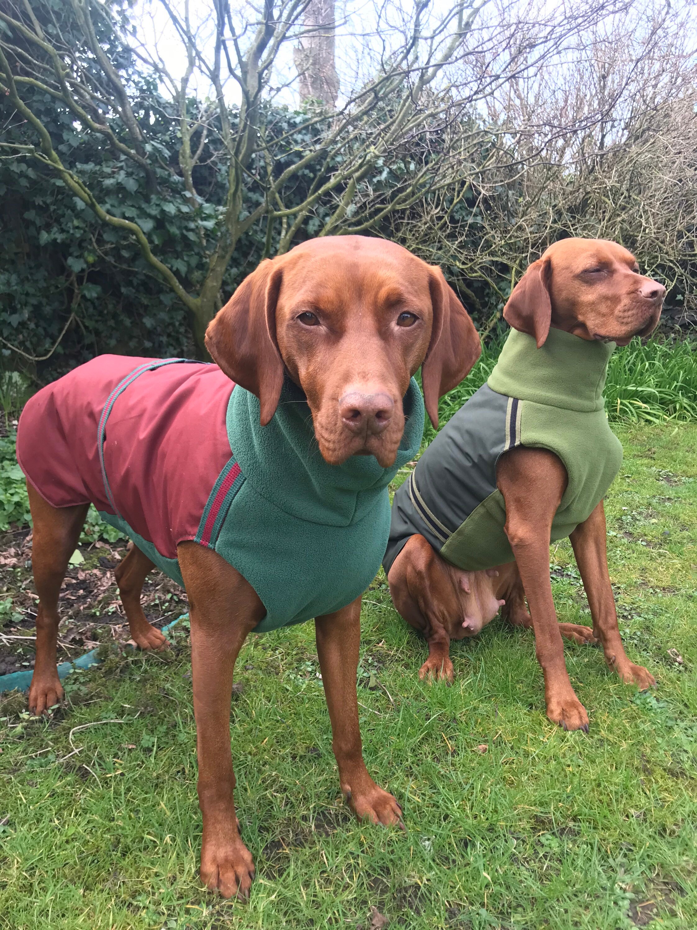 Wish manteau chien hotsell