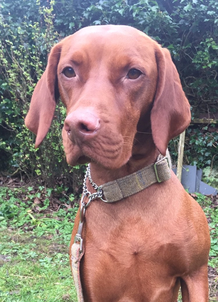 Half Check Collar and Lead Set Etsy UK