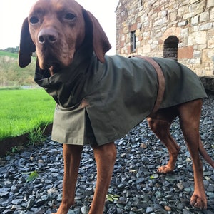 Op de afbeelding: Een bruine en witte hond die een groene waterdichte hondenjas draagt met een bruine leren bies. De hond staat op een grindpad voor een stenen gebouw.