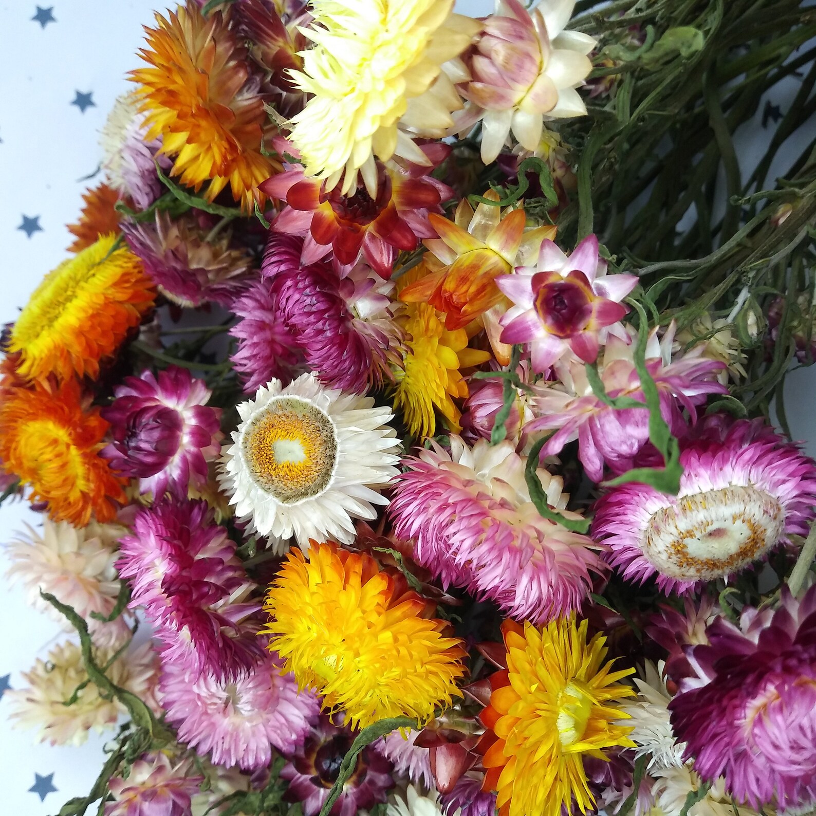 Dried Flowers Dried Straw flowers on stems strawflower dry Etsy