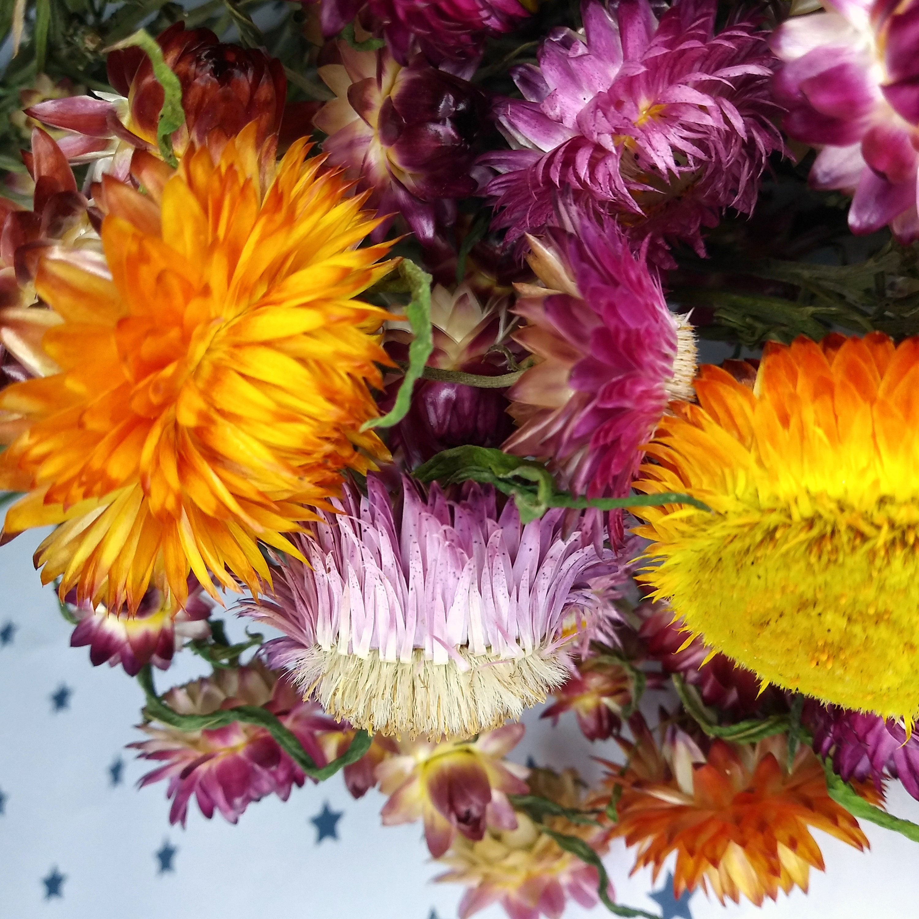 Dried Flowers Dried Straw flowers on stems strawflower dry Etsy
