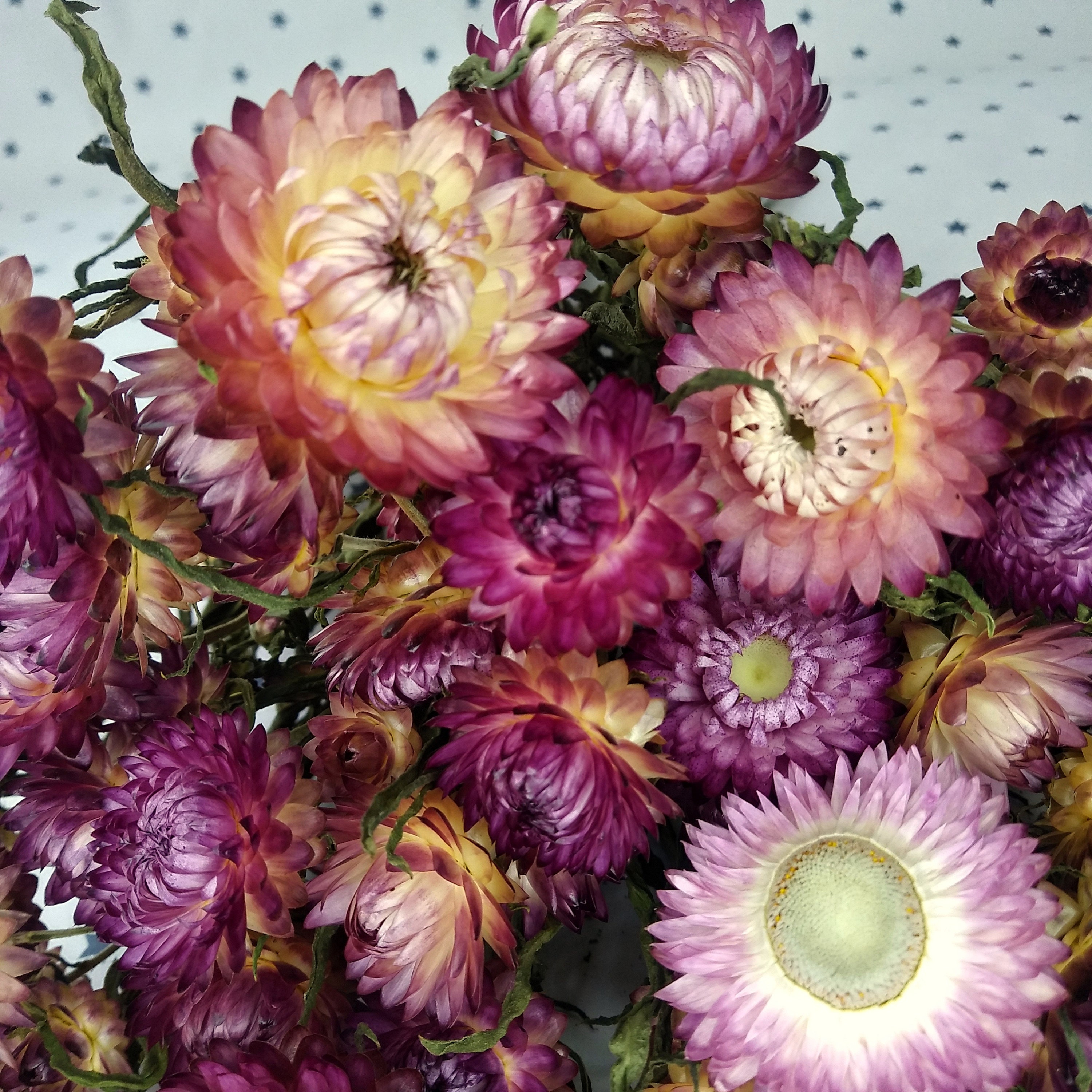 Dried Straw Flowers Real Dried Bouquet for Craft Flowers for Etsy