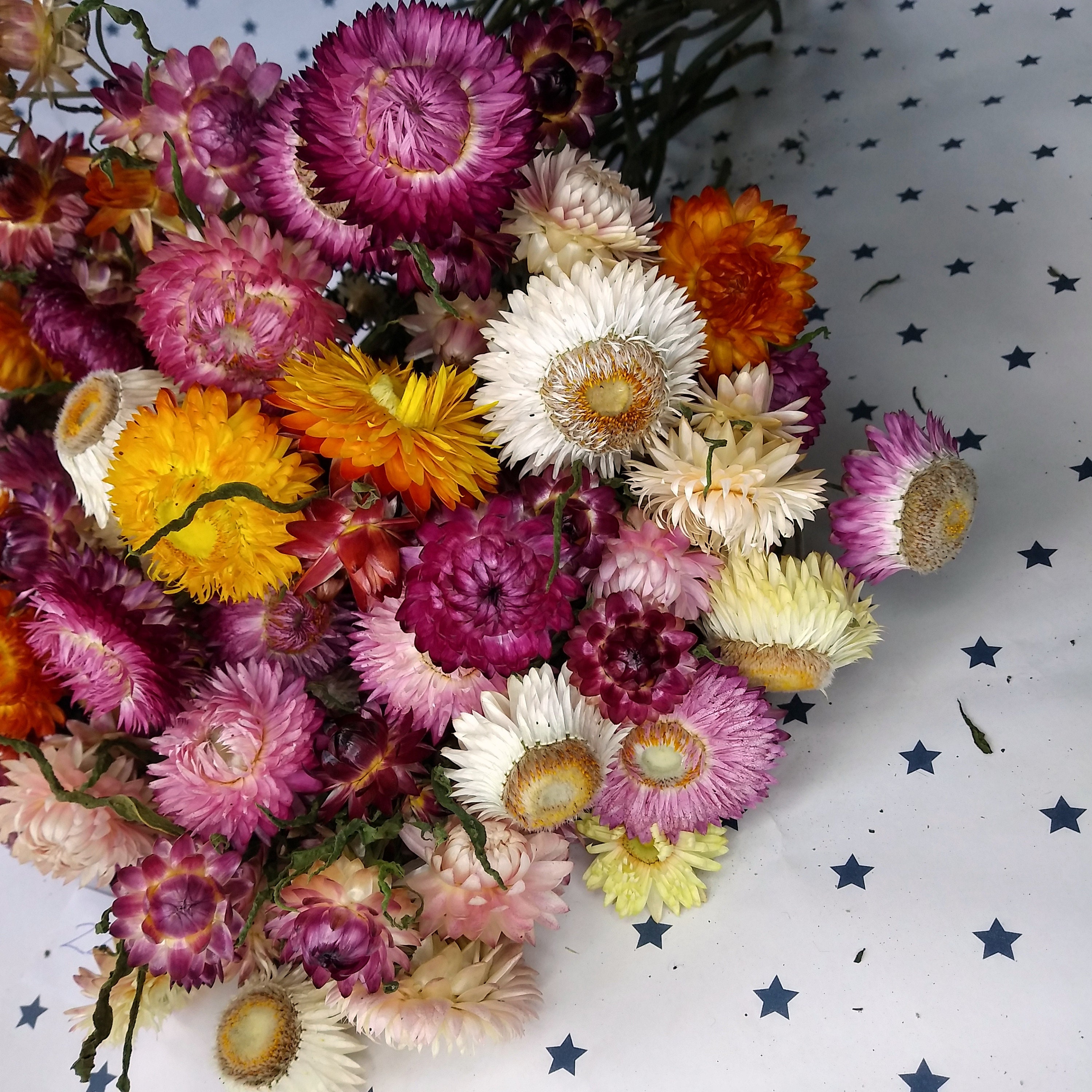 Dried Flowers Dried Straw flowers on stems strawflower dry ...