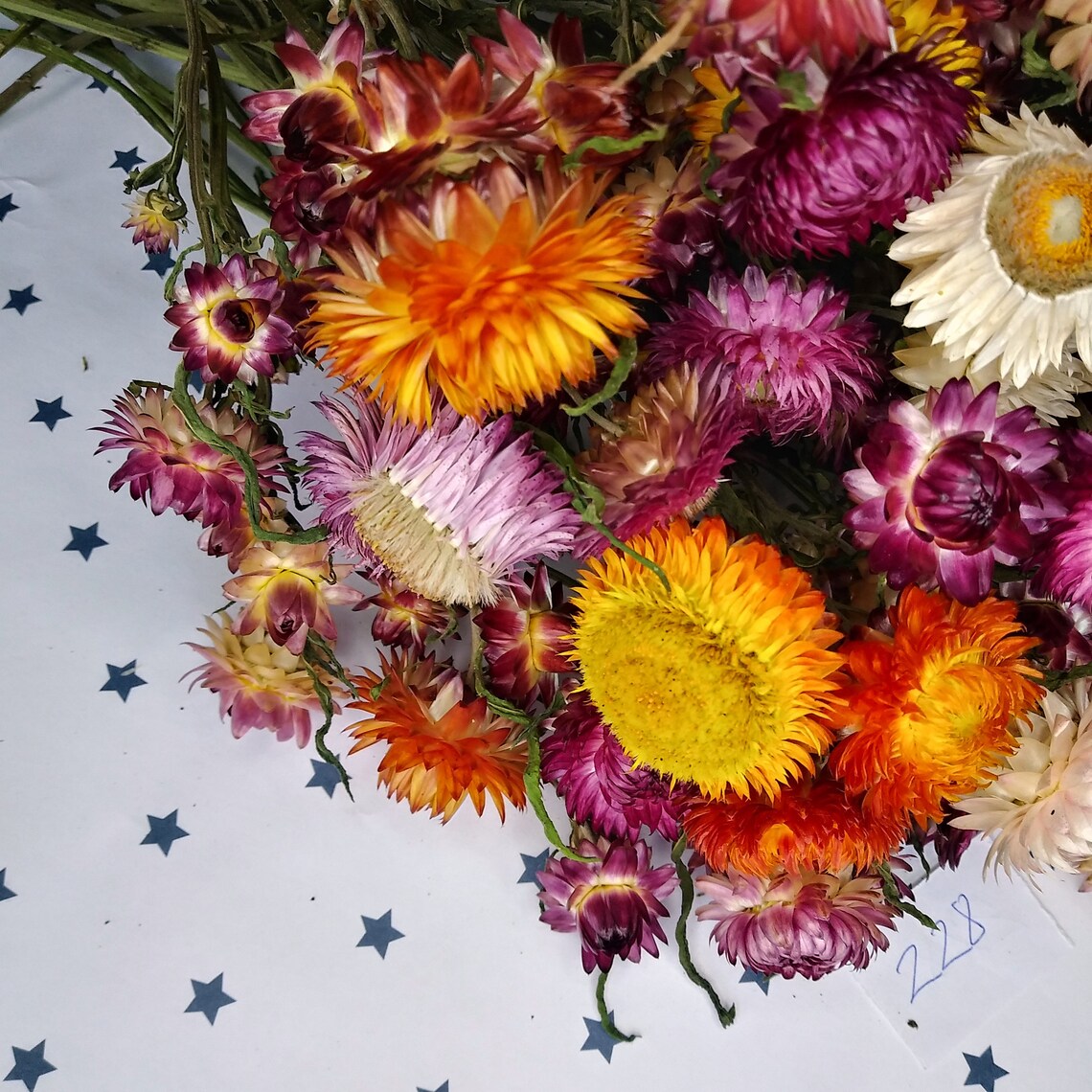 Dried Flowers Dried Straw flowers on stems strawflower dry ...