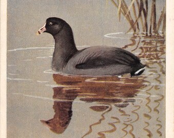 May include: A vintage illustration of a coot swimming in a pond. The coot is black with a white beak and is surrounded by reeds. The image is titled "COOT" and is published by the National Association of Audubon Societies.