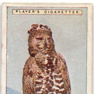 CRESTED EAGLE 1924 Jogador História Natural #14 Cartão de Cigarro