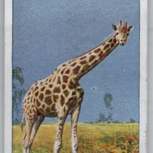 GIRAFFE 1924 Player Natural History #20 Cigarette Card