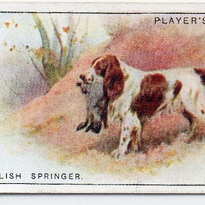 ENGLISH SPRINGER 1925 Player Dogs #38 Cigarette Card
