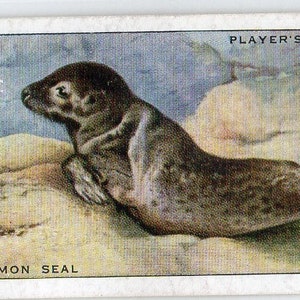 COMMON SEAL 1939 Player Animals of the Countryside #20 Cigarette Card