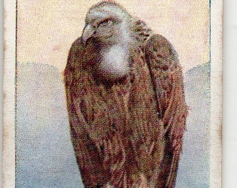 GRIFFON VULTURE 1924 Player Natural History #46 Cigarette Card